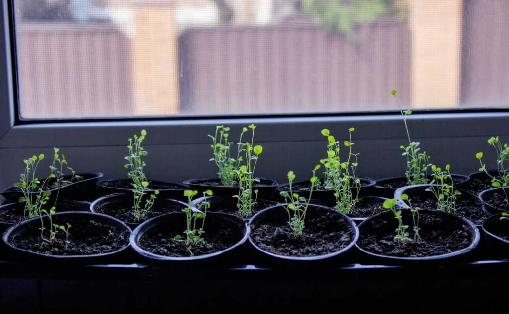 Šilauogės iš parduotuvės uogų išaugintos iš sėklų ir sėkmingai sudygusios mažuose vazonėliuose ant palangės.