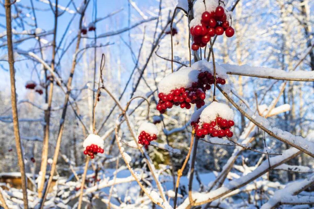 Sodo karalius putinas stebina ryškiomis raudonomis uogų kekėmis, kurios pasidengusios puriu žiemos sniegu.