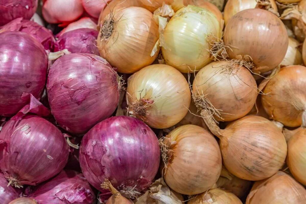 svogūnų lukštai žiemą ant įvairių raudonų ir geltonų svogūnų paviršiaus