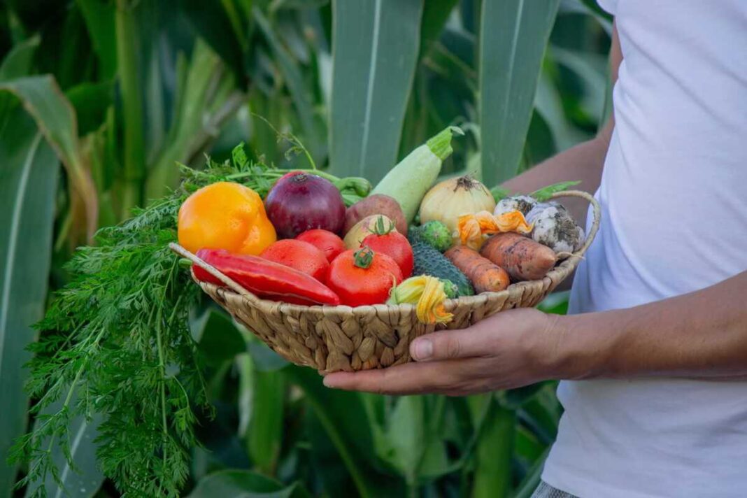 Vaisių nokinimo dujos veikia skirtingus vaisius ir daržoves laikant juos kartu