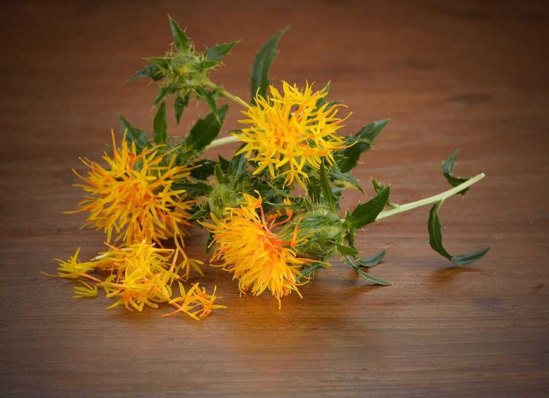 Vaistinis dygminas atpažįstamas iš ryškių geltonų žiedų