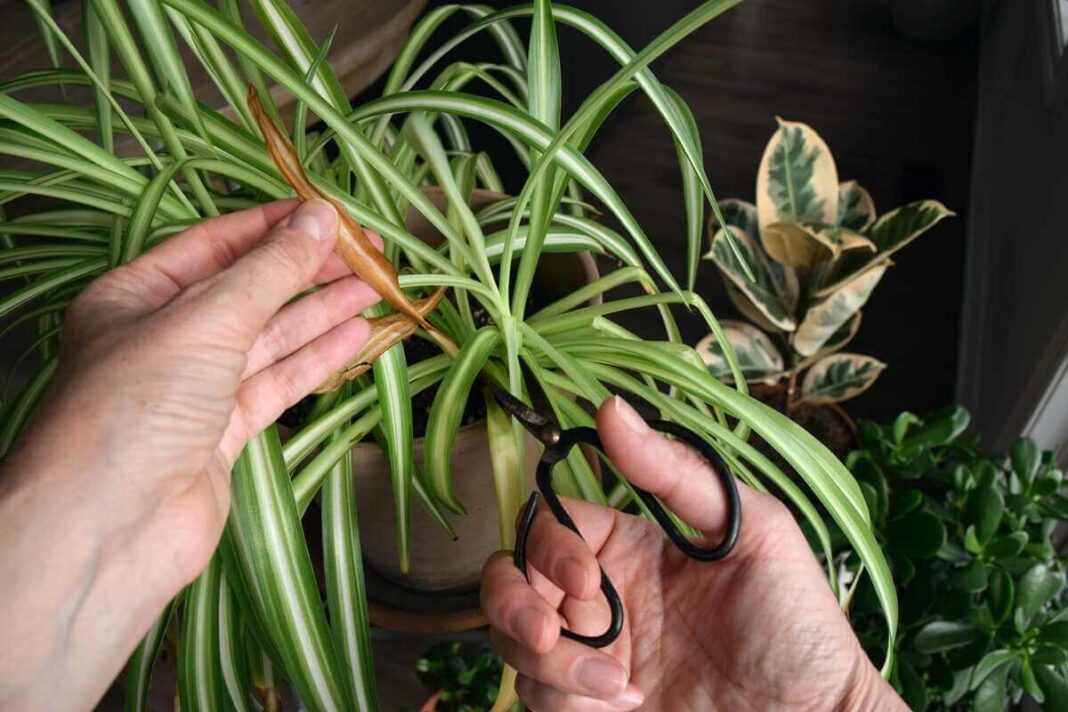 Voratinklinės gėlės lapų galiukai – žmogus žirklėmis šalina parudavusius lapų kraštus kambarinio augalo priežiūros metu.