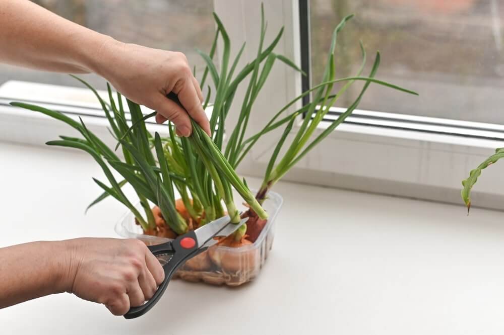 Žalias svogūnas ant palangės kerpamas žirklėmis tiesiai iš vazono