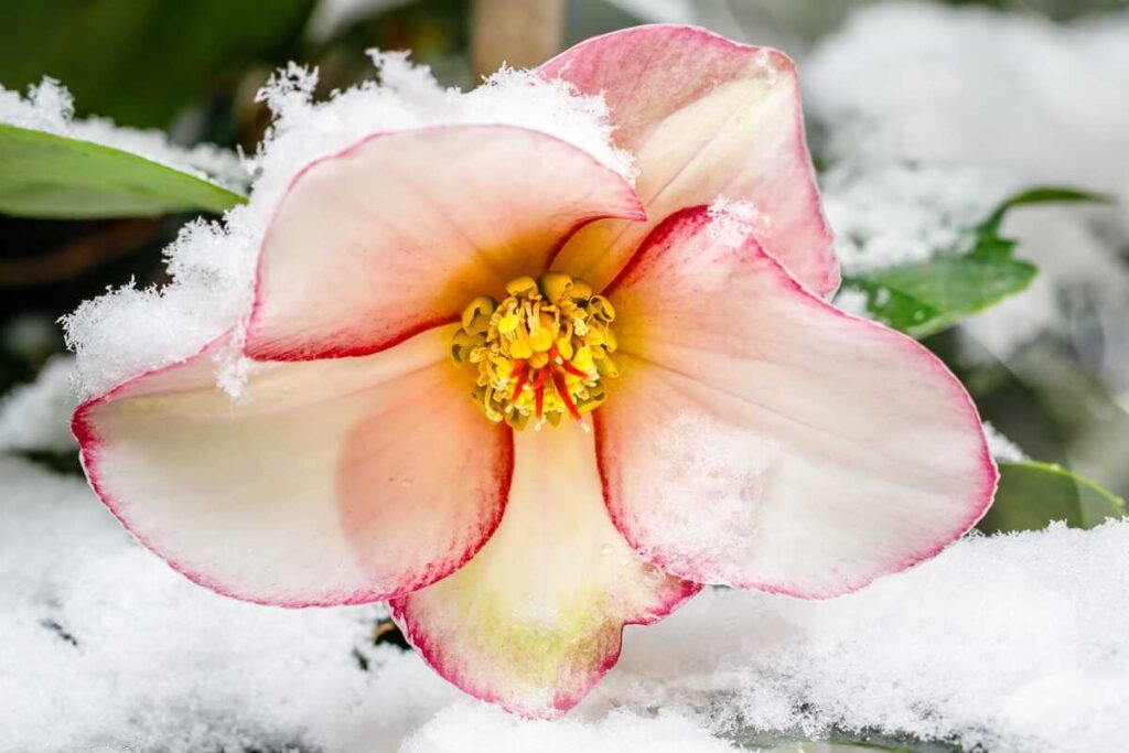 žiemos rožė eleboras žydi arti nufotografuotas žiedas apsnigtame sode