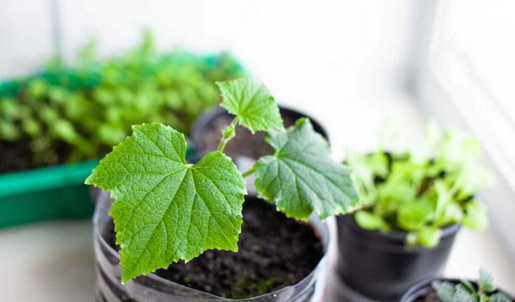 Agurkų veislės: tankiai sudygę jauni daigai stiebiasi į šviesą ant palangės plastikiniame inde.