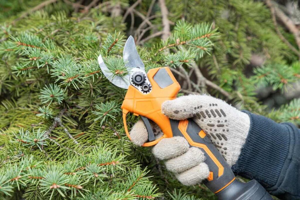 akumuliatorinės sodo žirklės naudojamos patogiam spygliuočių šakų kirpimui sode.