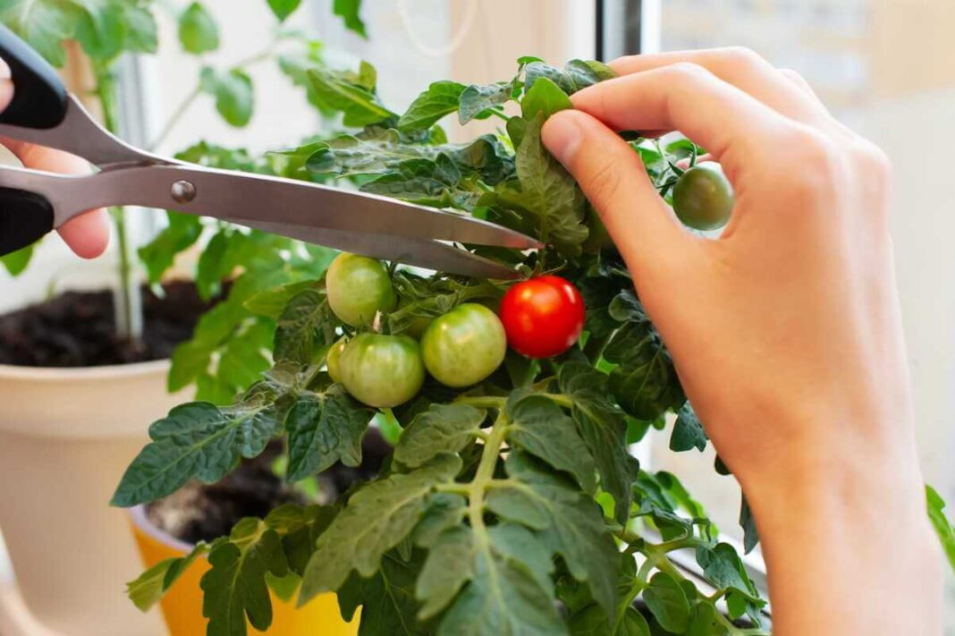 Amarų naikinimas namų sąlygomis naudojant žalią pomidoro lapiją, kurią sodininkas kerpa žirklėmis tirpalo gamybai.