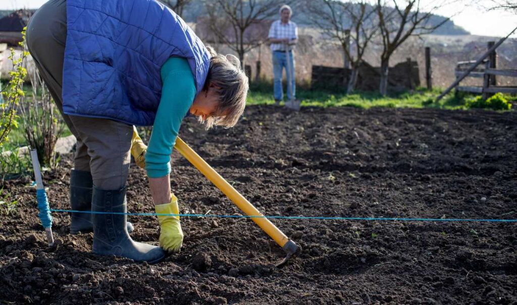 ankstyvas augalų žydėjimas ir savalaikiai pavasariniai žemės ūkio darbai.