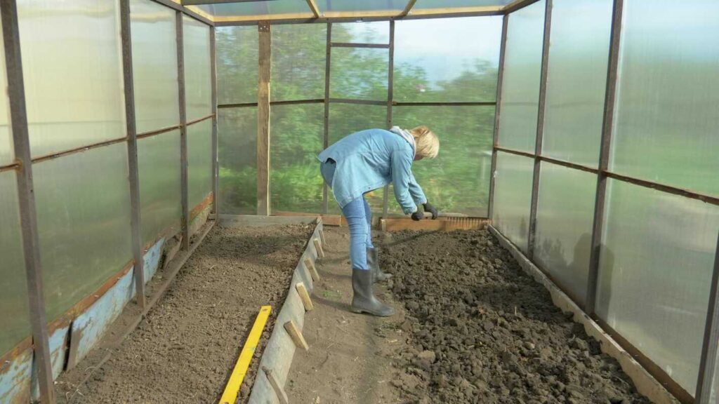 ankstyvos daržovės sėjamos vasarį į nešildomą šiltnamį, paruošiant ir lyginant dirvą