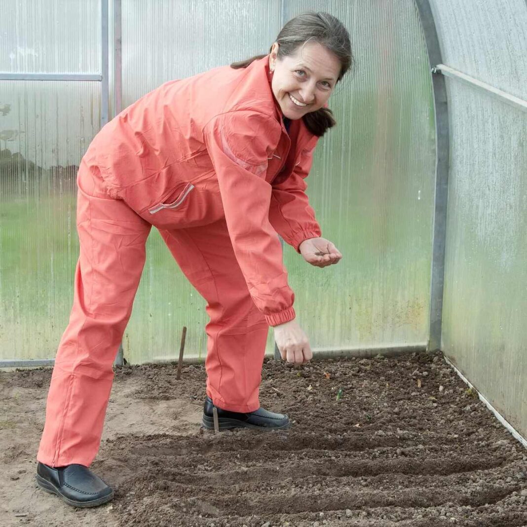 ankstyvos daržovės sėjamos vasarį tiesiai į dirvą po priedanga šiltnamyje