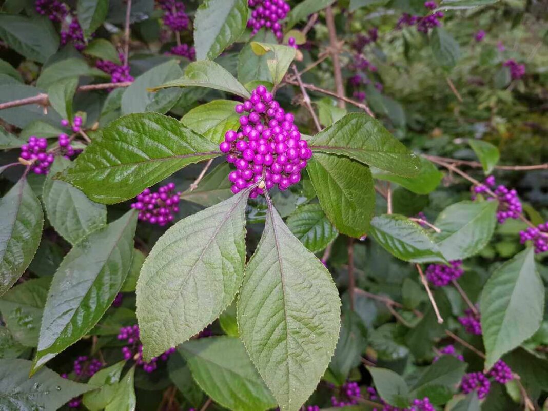 augalai-nuo-uodu-vaisuoles-ziedynas