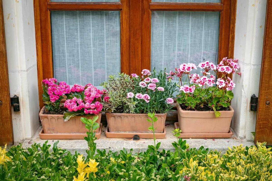 Augalų auginimas namų sąlygomis džiugina spalvingais žiedais vazonuose, kurie puošia pastato langus ir suteikia gyvybės.
