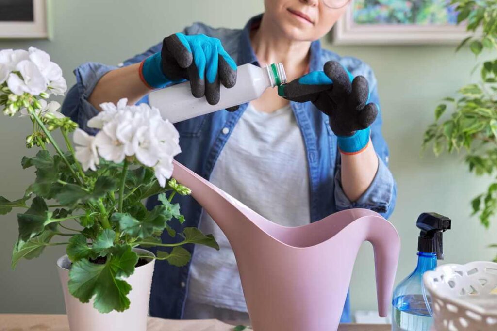 Augalų auginimas kambaryje reikalauja tikslumo, kai į laistytuvą pilami specialūs skysti papildai geresniam vystymuisi užtikrinti.