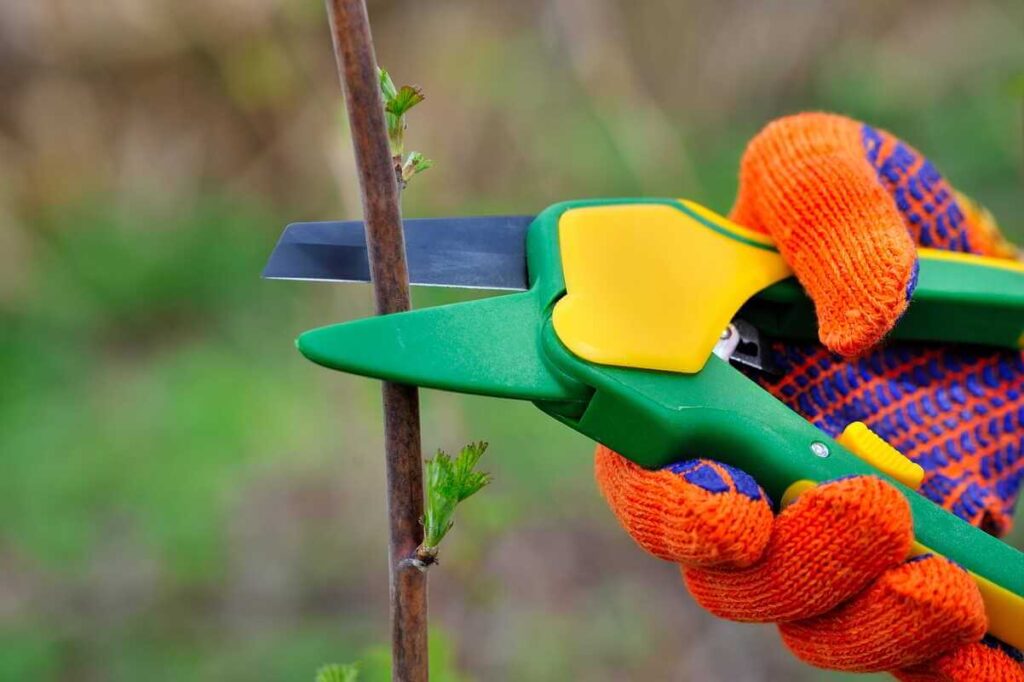 Augalų auginimas taikant topping techniką, kai ryškiu sekatoriumi pašalinama ūglio viršūnė, siekiant paskatinti krūmijimąsi.