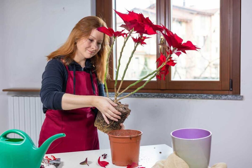 Augalų perkėlimas: moteris laiko augalą su dideliu atsivėrusiu šaknų gumulu prieš sodinimą į naują vazoną.