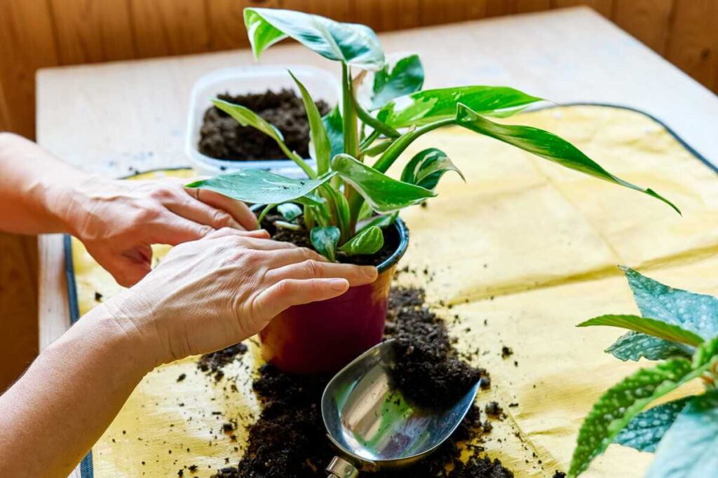 Augalų perkėlimas: kruopštus žemės spaudimas rankomis aplink naujai pasodinto augalo stiebą raudoname vazone.