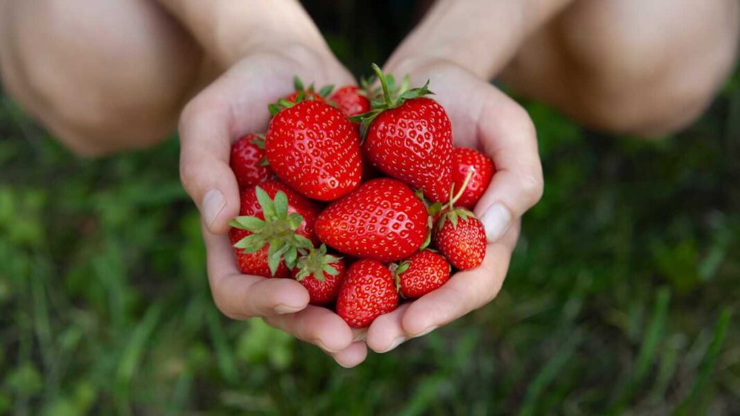 Braškių sodinimas darže leidžia džiaugtis pilnomis saujomis prinokusių ir sultingų uogų.