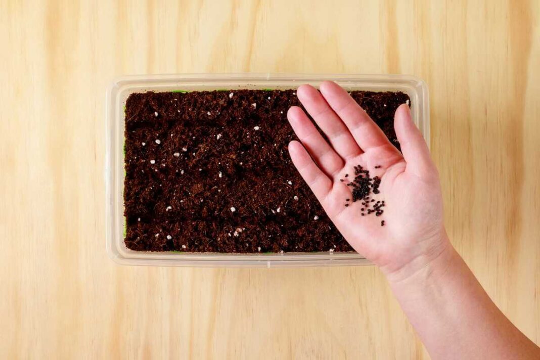 Daržovių sėja vasarį: sodininko ranka laiko smulkias sėklas virš paruošto durpių substrato indelyje.