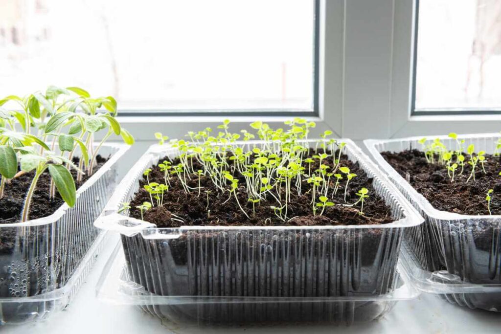 Daržovių sėja vasarį: jauni, žali ir tankūs daigai augantys plastikiniuose indeliuose ant šviesios palangės.