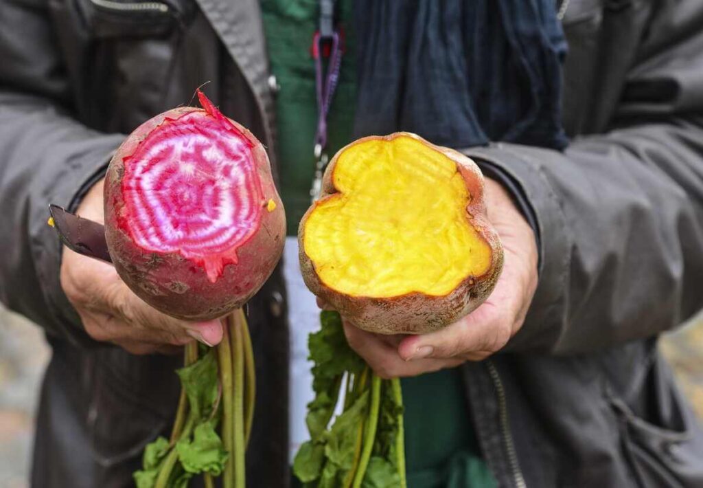 Derlingiausios burokėlių veislės sodinimui laikomos rankose, demonstruojant skirtingas minkštimo spalvas.