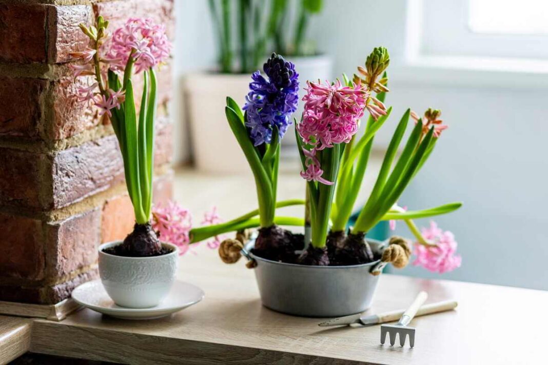 Gėlių sėjimas vasarį ir spalvingi pražydę hiacintai žaliuose vazonėliuose ant šviesios palangės.