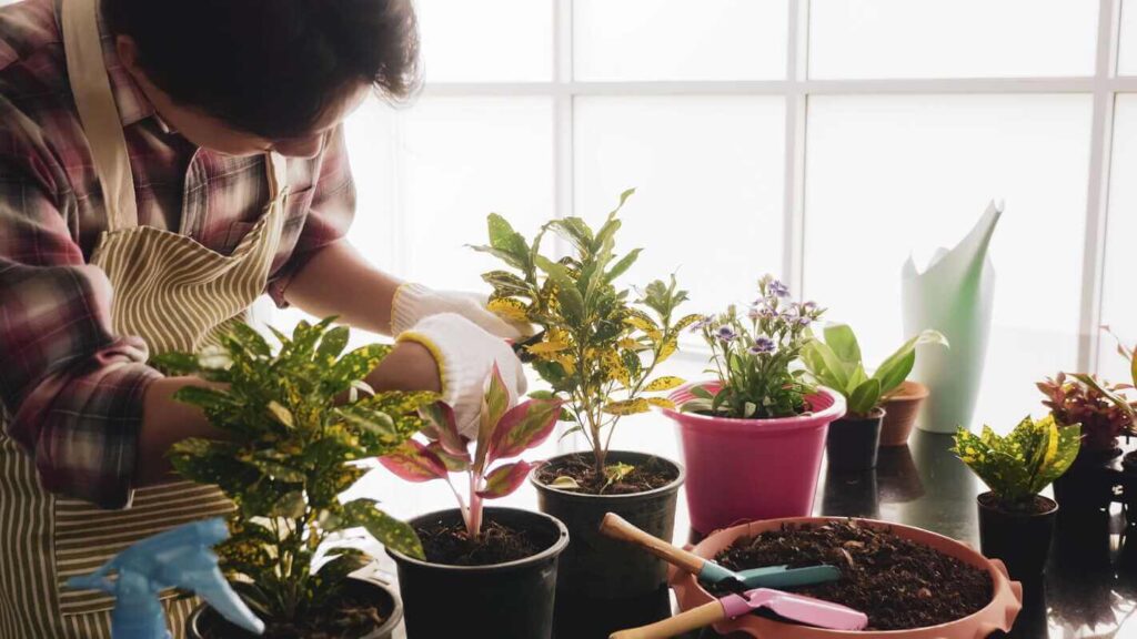 Gėlių sėjimas vasarį ir jaunų sodinukų su šaknimis perkėlimas į vazonėlius kambario sąlygomis.