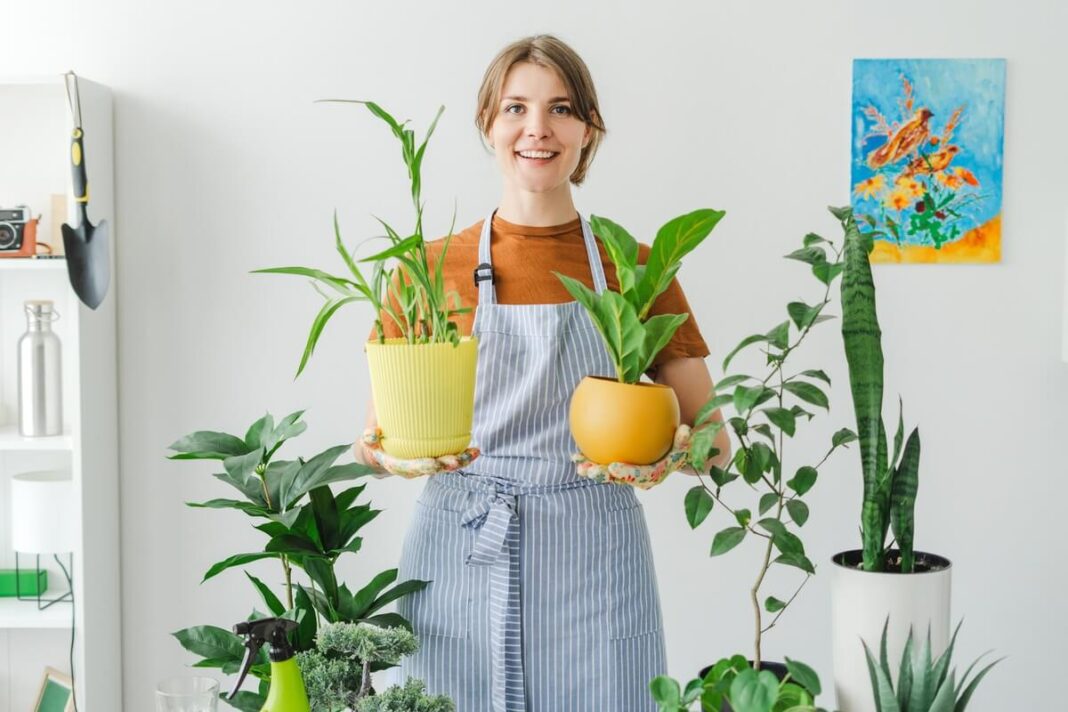 Skaidriame puodelyje su mėtomis pateikta GMO augalai – švelni, natūrali ir atgaivinanti vakarinė priemonė.