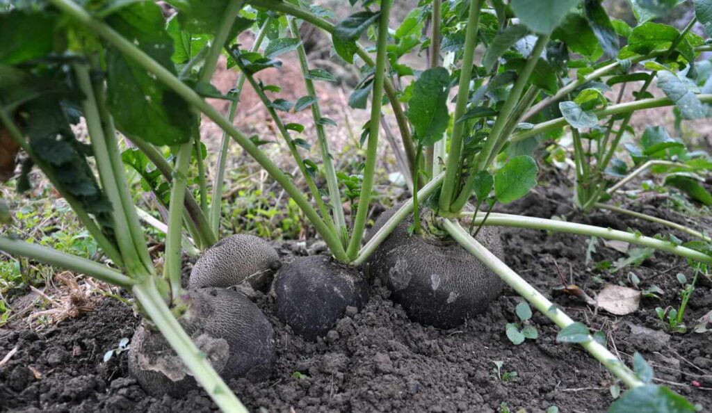 Juodieji ridikai subręsta po žeme, o jų pasirengimą derliaus nuėmimui išduoda virš dirvos paviršiaus iškilusios šakniavaisių dalys.