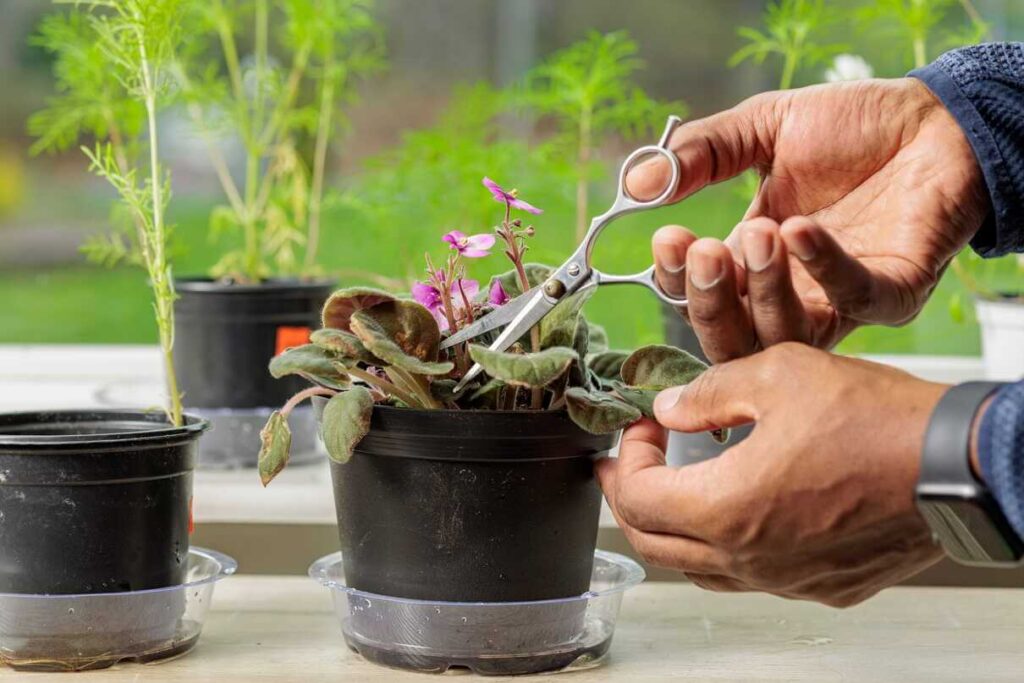 Kaip atjauninti seną sanpauliją naudojant aštrius įrankius pertekliniams lapams nukarpyti.