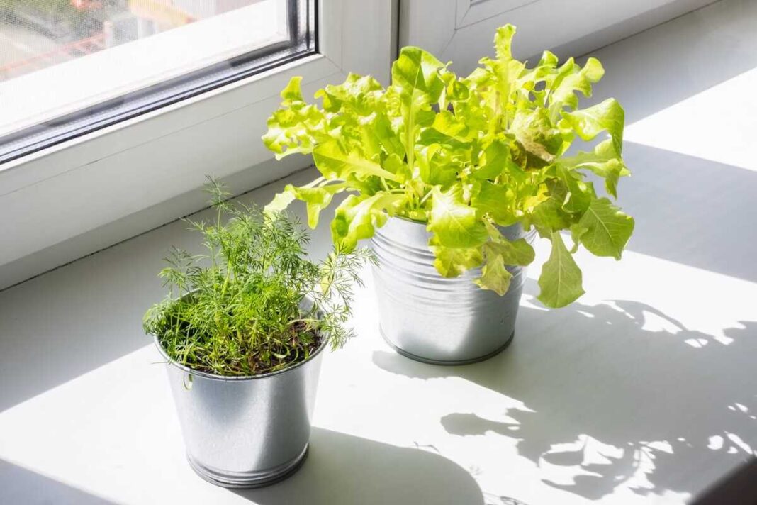 Kaip užsiauginti skanias salotas namuose kurios gauna daug natūralios šviesos vazonuose.
