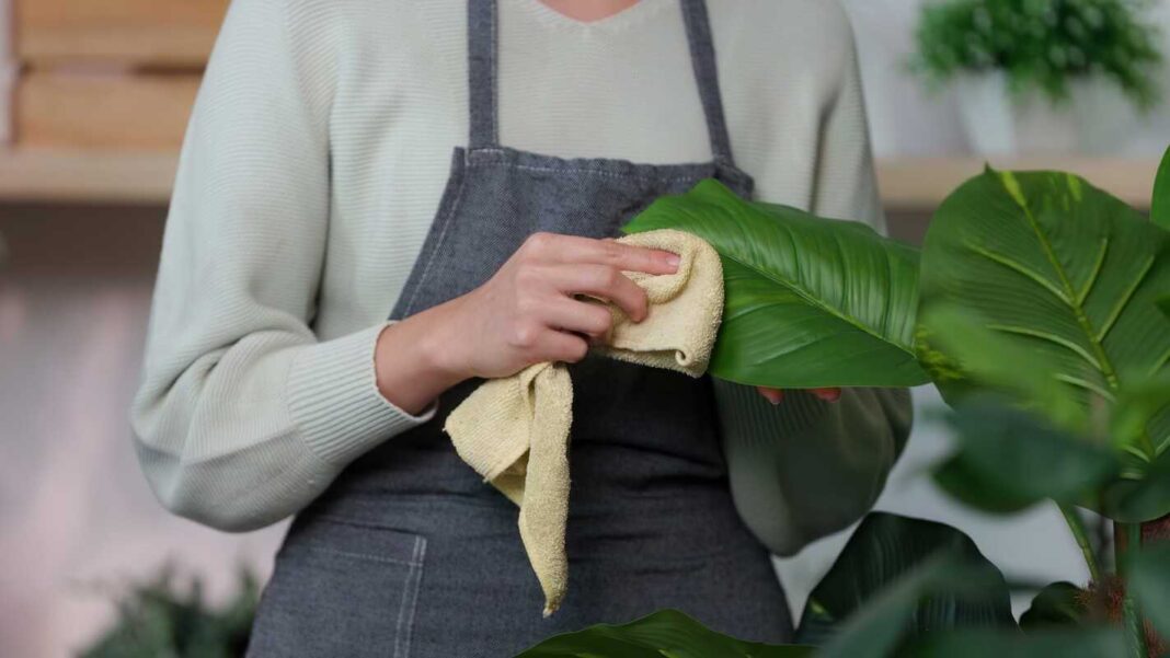 Kambarinių augalų priežiūra valant lapus minkšta šluoste, kad jie įgautų sveiką spindesį ir būtų pašalintos dulkės.