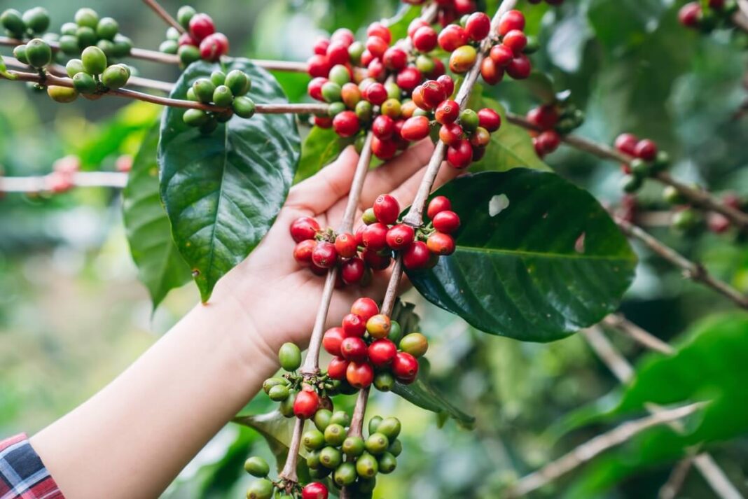 Kodėl kavos uogų ekstraktas gerina atmintį demonstruojant uogų derliaus rinkimą rankomis nuo krūmo.