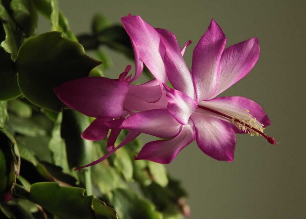 Kodėl nežydi kalėdinis kaktusas ir kokio ryškumo turėtų būti sveiko augalo žiedynas.