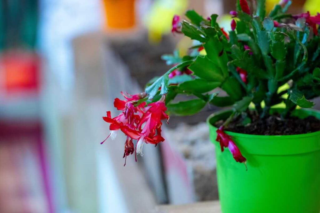 Kodėl nežydi kalėdinis kaktusas ir kaip atrodo džiūstantys augalo pumpurai žaliame vazone.