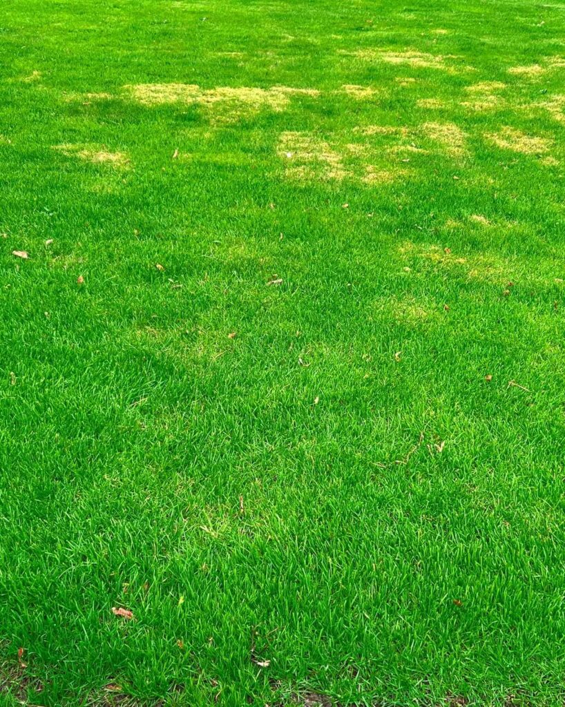 kodėl veja gelsta atsiradus išsausėjusiems ir pažeistiems žolės plotams jūsų kieme.