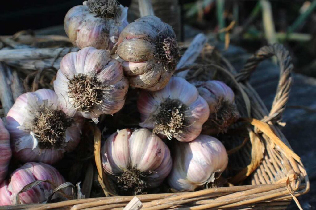 Kodėl žieminis česnakas užauga smulkus ir kaip atrodo išdžiovintas derlius pintame krepšyje.