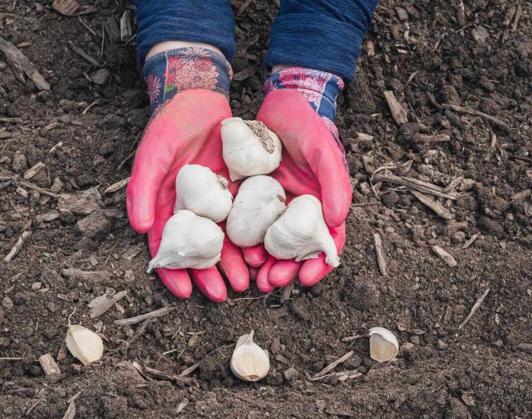 Kodėl žieminis česnakas užauga smulkus lyginant su stambiomis sėklinėmis galvutėmis sodininkų rankose.