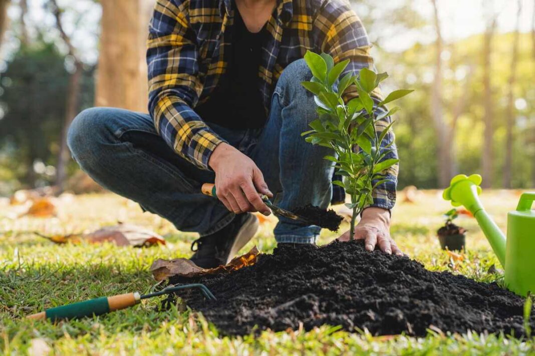 Medžių sodinimas pavasarį, kai jaunas sodinukas su šaknų gumulu atsargiai įleidžiamas į paruoštą duobę sode.