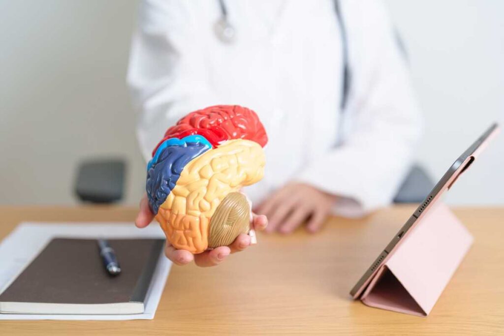 Migdolų nauda smegenims analizuojama medicinos specialisto kabinete naudojant spalvotą žmogaus organo maketą.