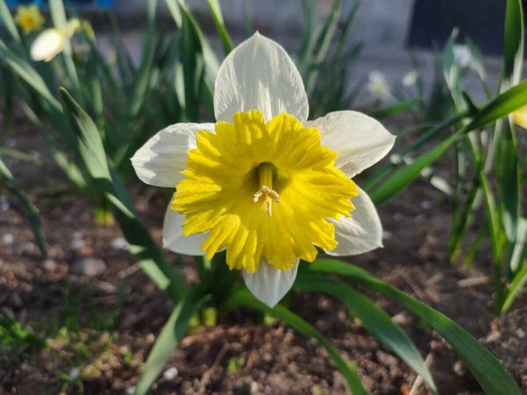 narcizų auginimas - ryškus geltonas narcizo žiedas sode ankstyvą pavasarį