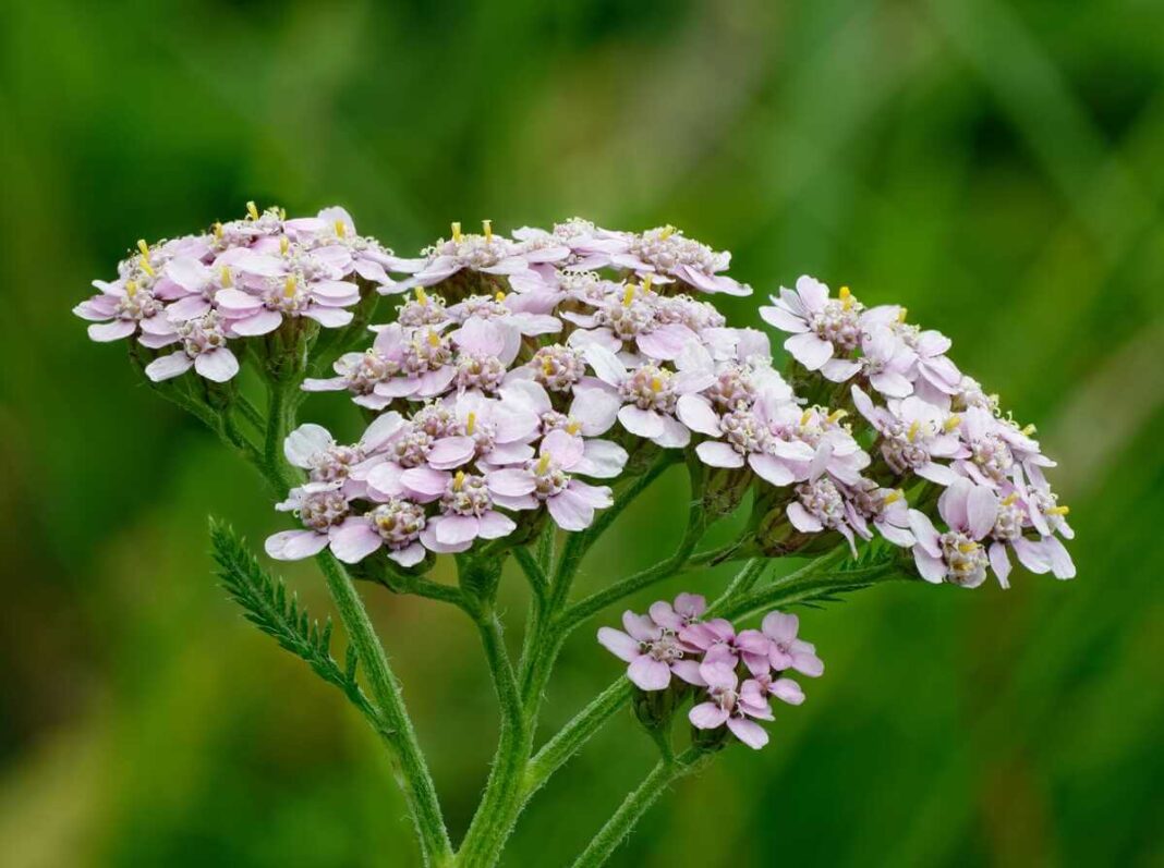 Natūralus piktžolių naikinimas pasodinant kraujažoles, kurios suformuoja tankų ir dekoratyvų kilimą.