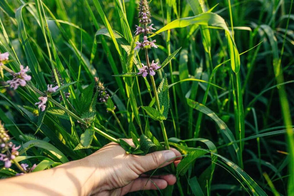 Natūralus piktžolių naikinimas rankomis ištraukiant nepageidaujamą augalą iš vešlaus žolyno