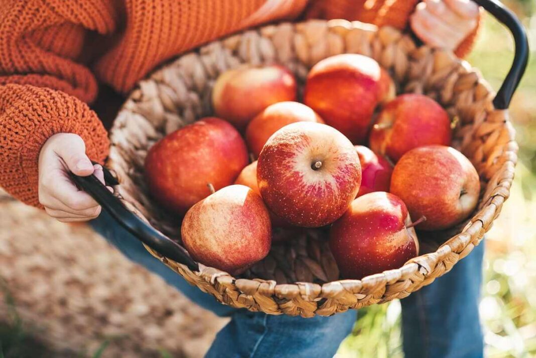 Obuolių nauda sveikatai geriausiai pajuntama renkantis šviežius, ką tik nuskintus sodo vaisius.
