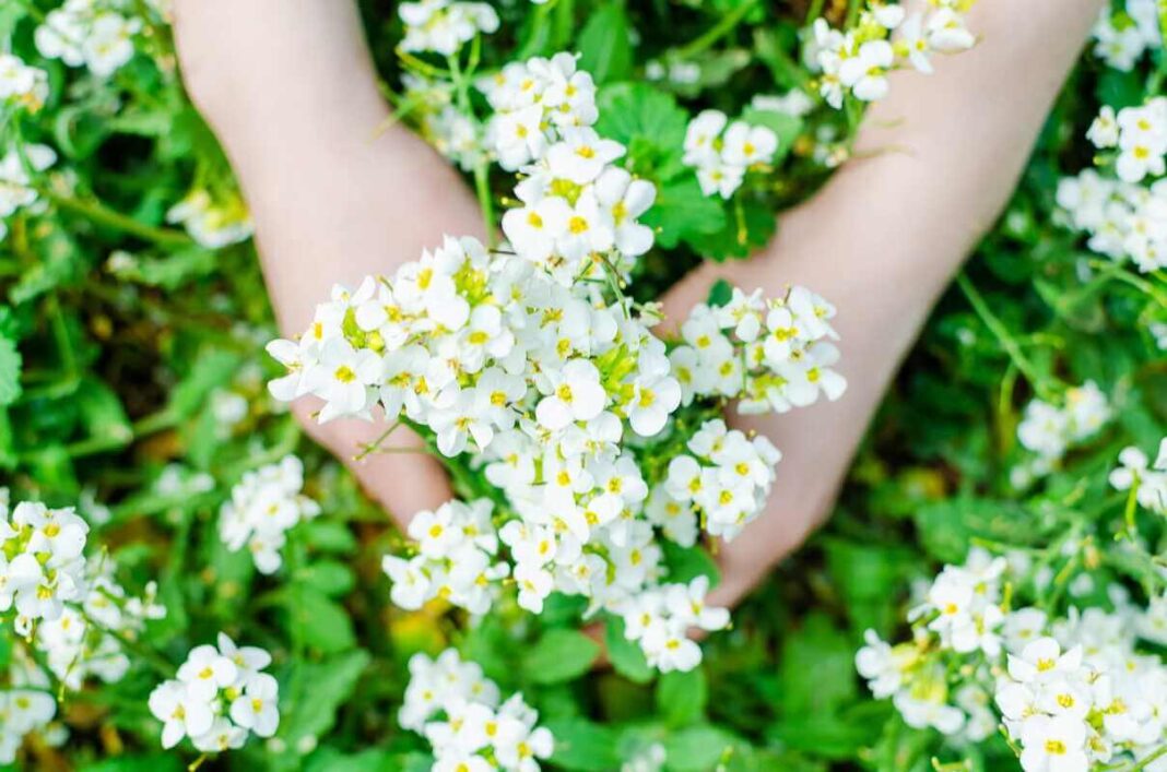 Pajūrinis laibenis švelniai laikomas žmogaus rankose iš arti.