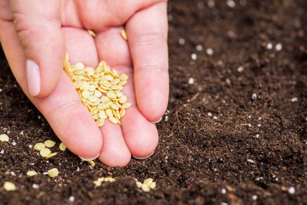 sėja tiesiai į paruoštą purų substratą užtikrina greitą daigų pasirodymą ir sveiką šaknų sistemą.