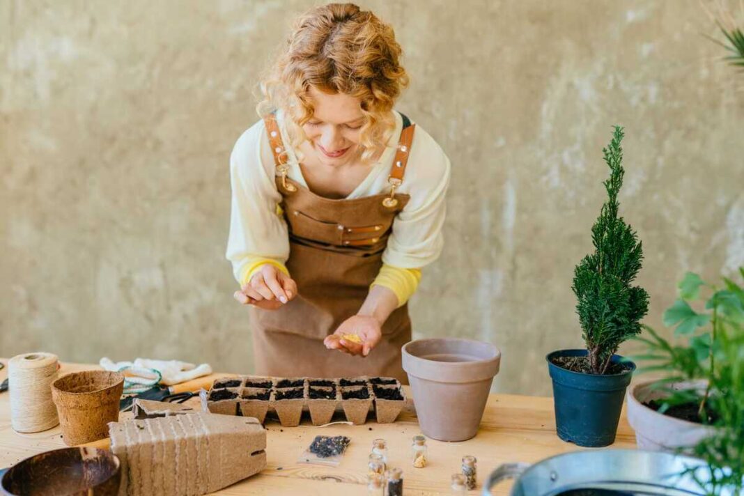 Paprikų sėja prasideda nuo sėklų paruošimo specialiose durpinėse tabletėse arba mažuose vazonėliuose ant darbo stalo.