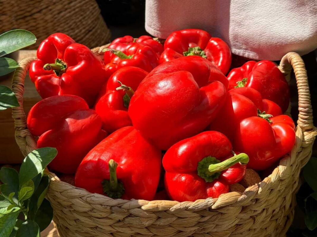 Paprikų veislės stebina gausumu – pintas krepšys sklidinas stambių, sultingų ir blizgių raudonų daržovių.