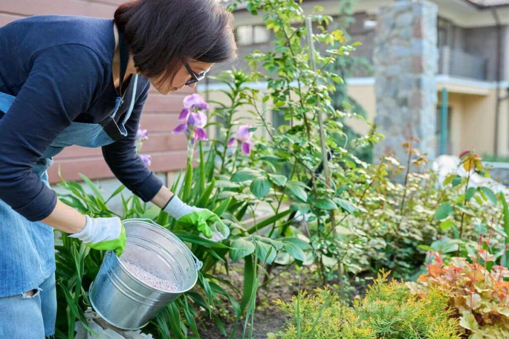 Pavasarinis vaismedžių tręšimas naudojant paruoštą skystą maitinamąjį tirpalą jaunam augalui.