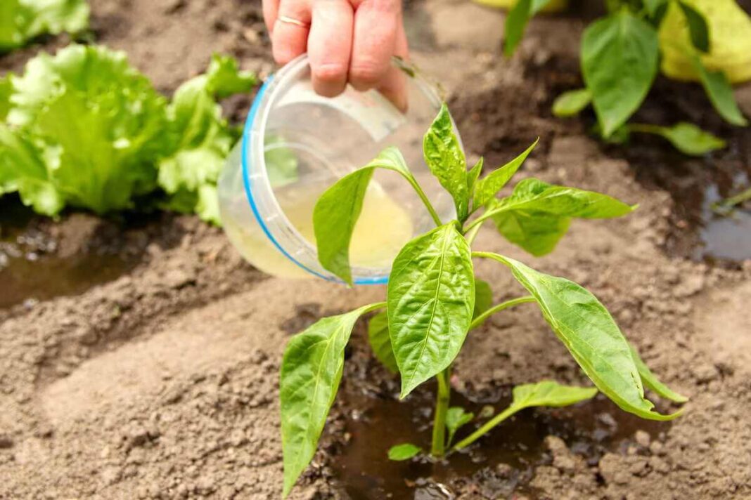 Pavasarinis vaismedžių tręšimas naudojant paruoštą skystą maitinamąjį tirpalą jaunam augalui.