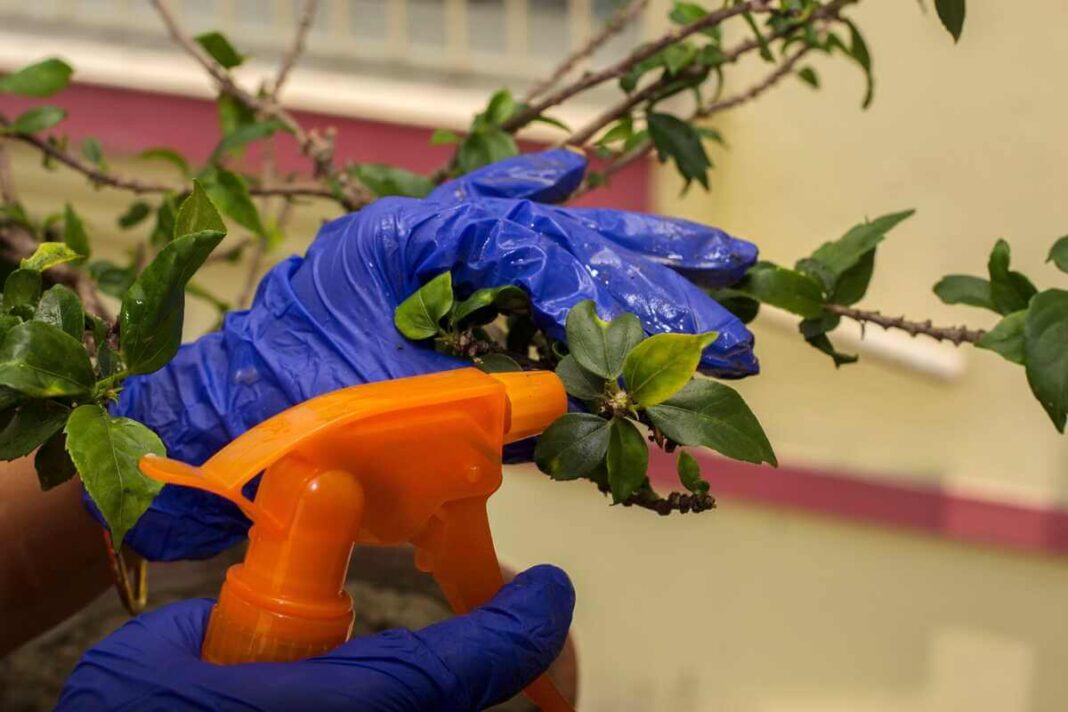 Pelėsis gėlių vazonuose naikinamas purškiant specialų dezinfekuojantį tirpalą ant sergančio augalo lapų.